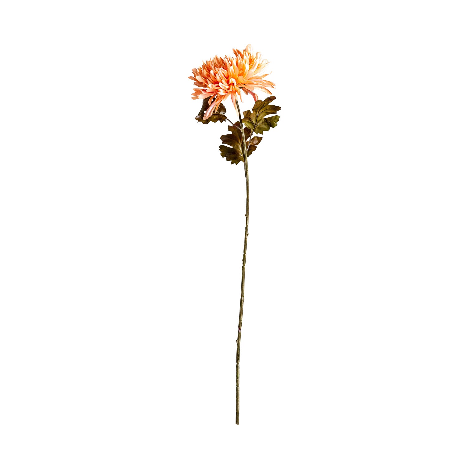 CRISANTEMA FLOWER